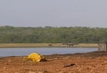 राजोलीच्या परिसरात रानटी हत्तींचा मुक्काम, ग्रामस्थांमध्यें भितीचे वातावरण